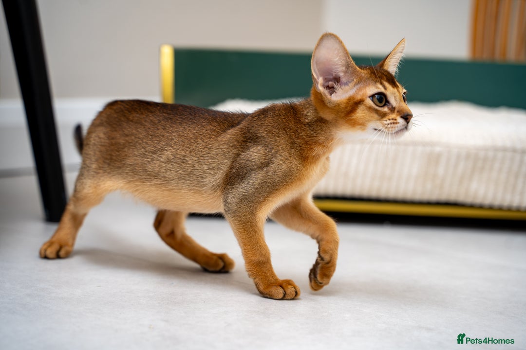 Abyssinian cats for sale: Vanilla Boy-Exceptional Abyssinian-Champion line - Advert 4