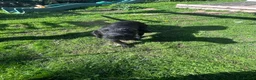 Mixed Breed dogs for sale: Pointe x labs in Malton - Advert 8
