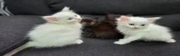 Mixed Breed cats for sale: Maine Coon x Ragdoll Kittens - Advert 31