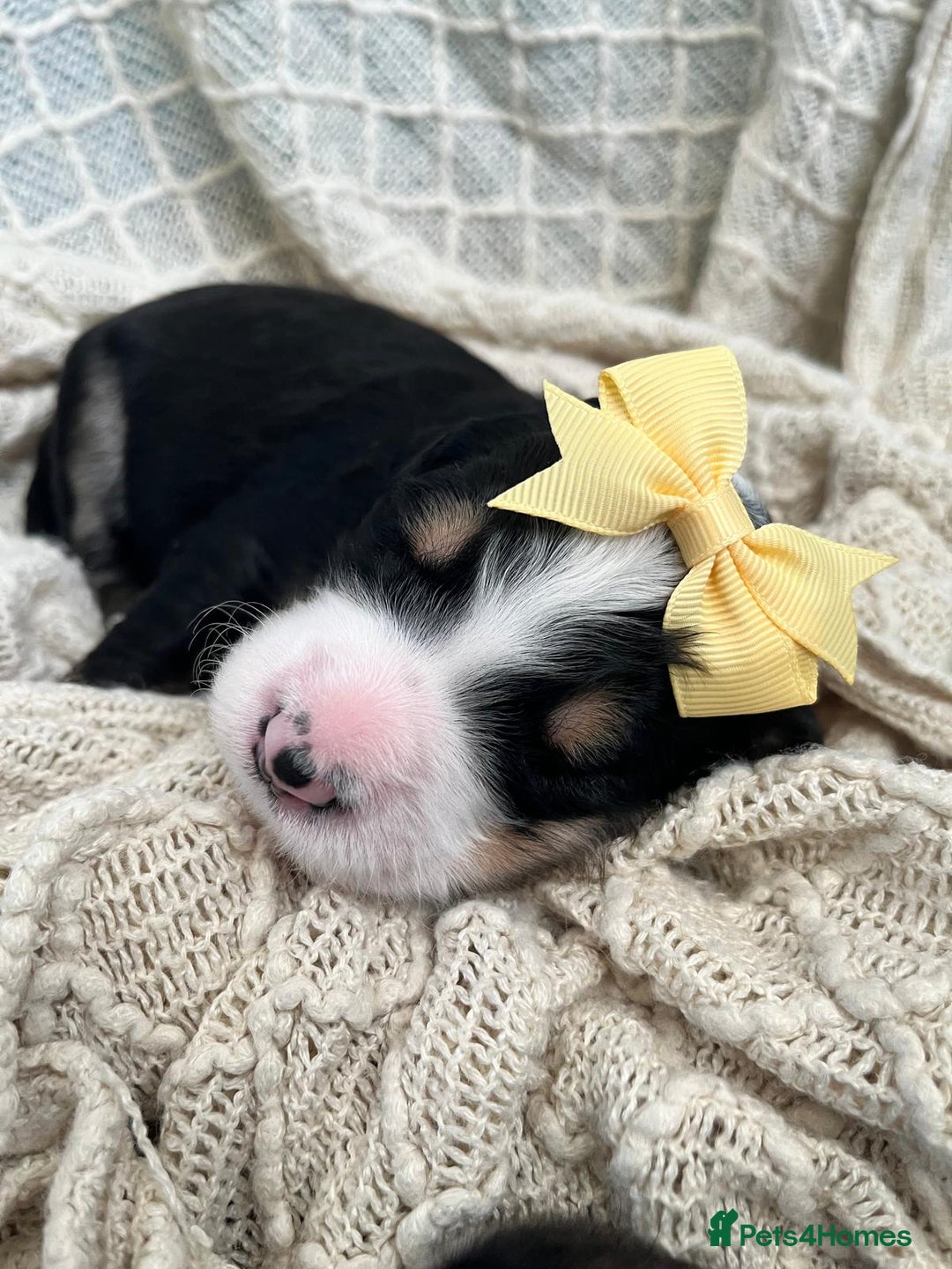 Bernedoodle dogs for sale: Exceptional F1 Bernedoodle Puppies - Advert 8