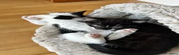 Mixed Breed cats for sale: Playful and confident kittens - Advert 4