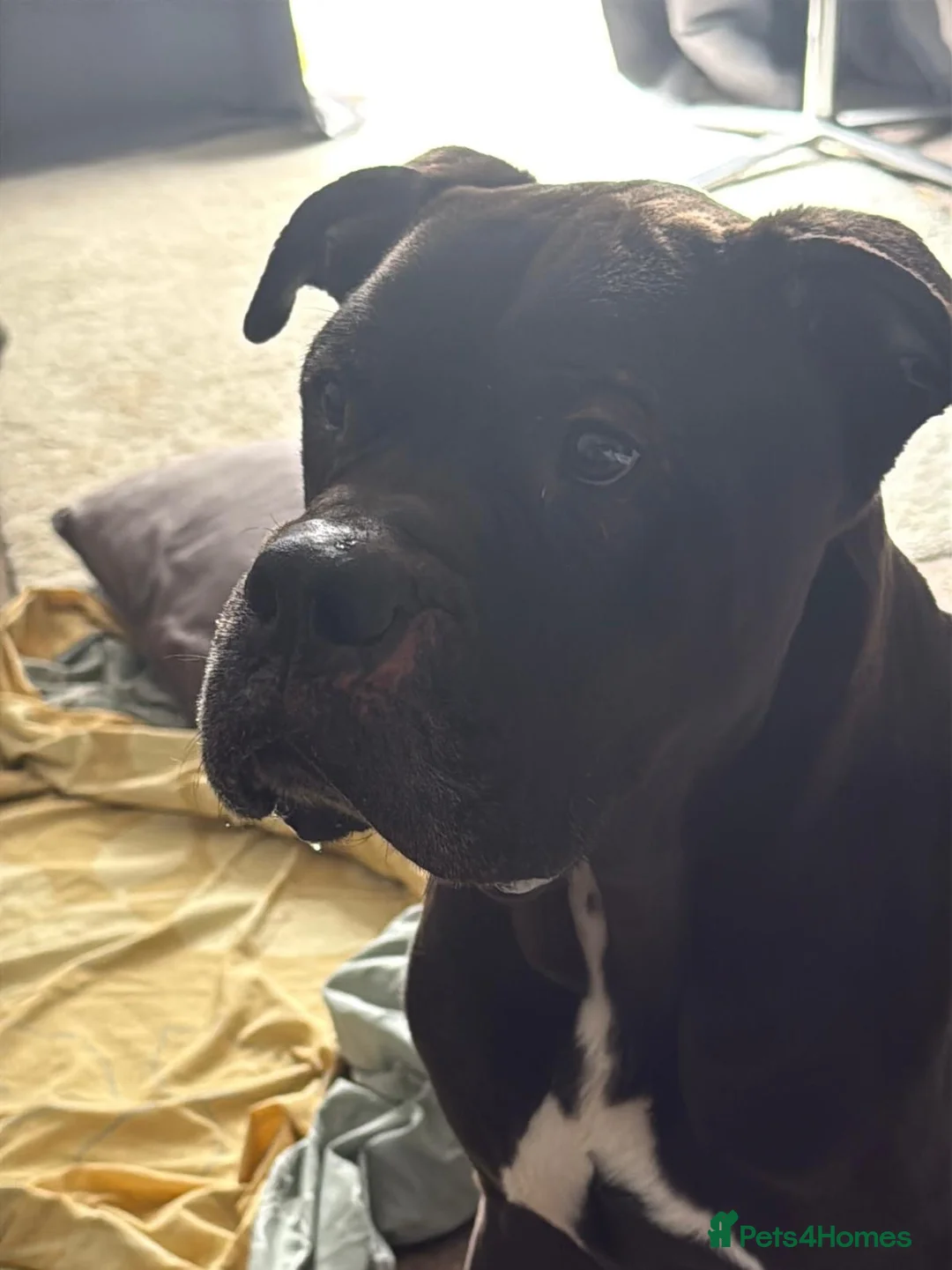 Mixed Breed dogs for sale: Sav Cane Corso | 2.5 Years | Loving, Gentle Boy in London - Advert 2