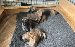 German Shepherd dogs for sale: KC Long Coated German Shepherd Puppies  - Image 9