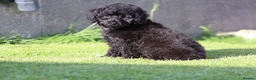 Cavapoo dogs for sale: Beautiful Cavapoo puppies for sale - Advert 18