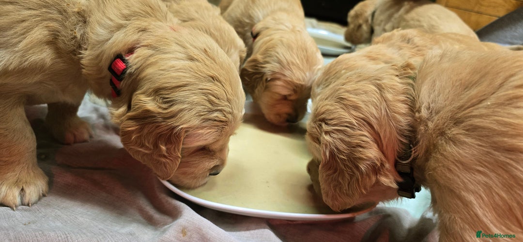 Golden Retriever dogs for sale: Fully health tested golden retriever puppys - Advert 9