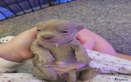 Chorkie dogs for sale: My girl has had 5 beautiful pups - Image 6