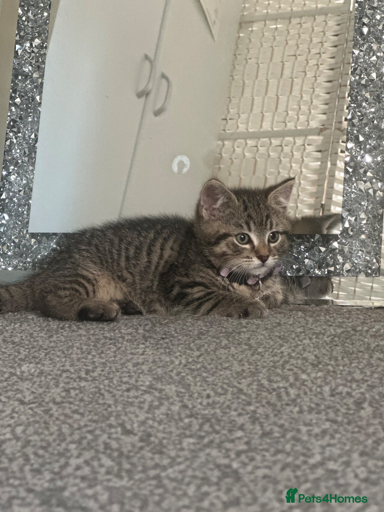 Mixed Breed cats for sale: Two gorgeous kittens for sale  in Wisbech - Advert 7