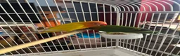 Lovebirds birds for sale: Lovely young birds for sale - Advert 5