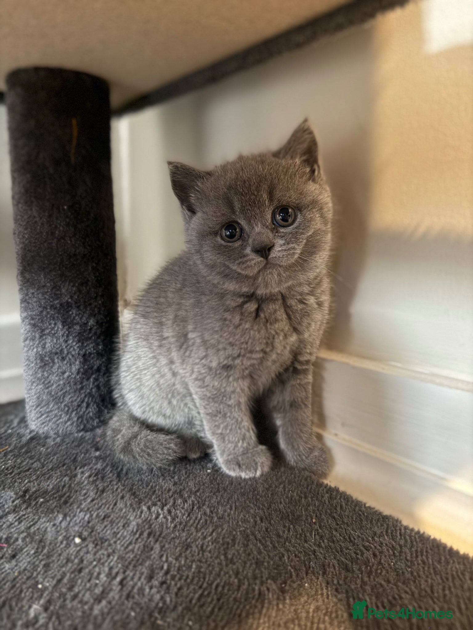 British Shorthair cats Beautiful British shorthair kittens  - Advert 12