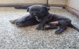 Mixed Breed dogs for sale: Wf17 7JH  - Image 6