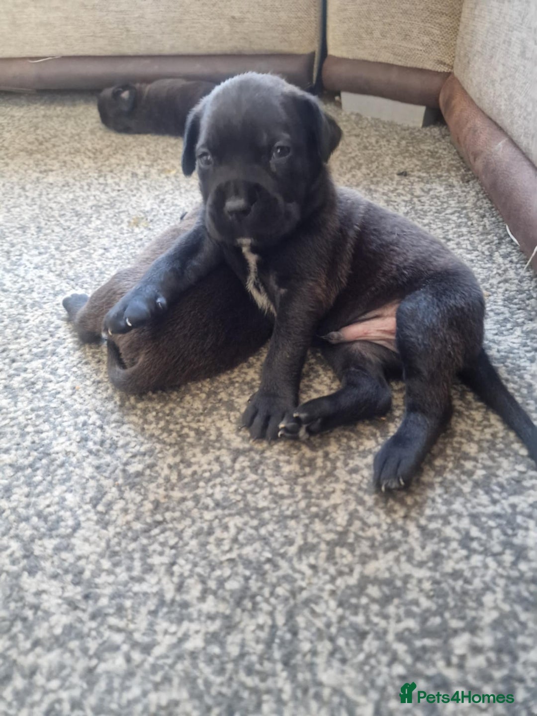 Mixed Breed dogs for sale: Wf17 7JH  - Image 6