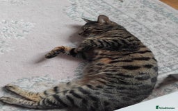 Bengal cats for sale: Beautiful Bengal Female  - Image 7