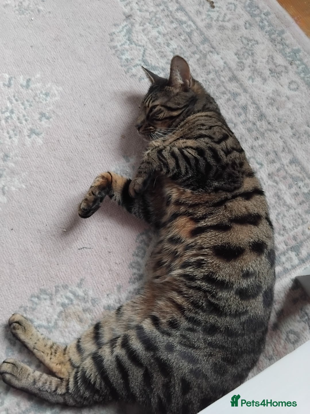 Bengal cats for sale: Beautiful Bengal Female  - Image 7