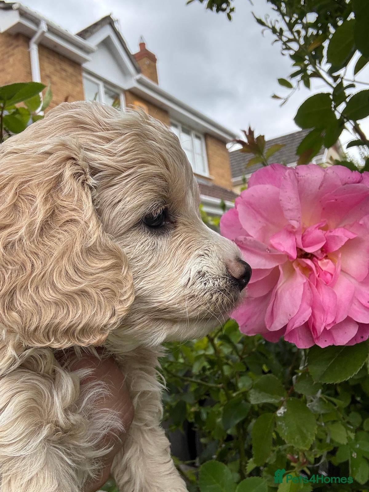 Cockapoo dogs Beautiful American cockapoo pups F1b - Advert 1
