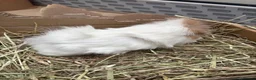Guinea Pig rodents for sale: Three girl guinea pigs bonded  - Advert 5