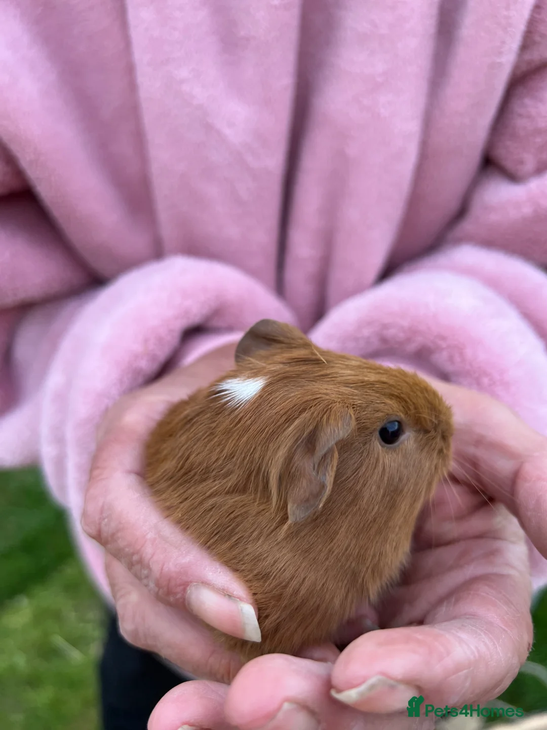 Guinea Pig rodents for sale: Guinea Pigs for loving home - Advert 2