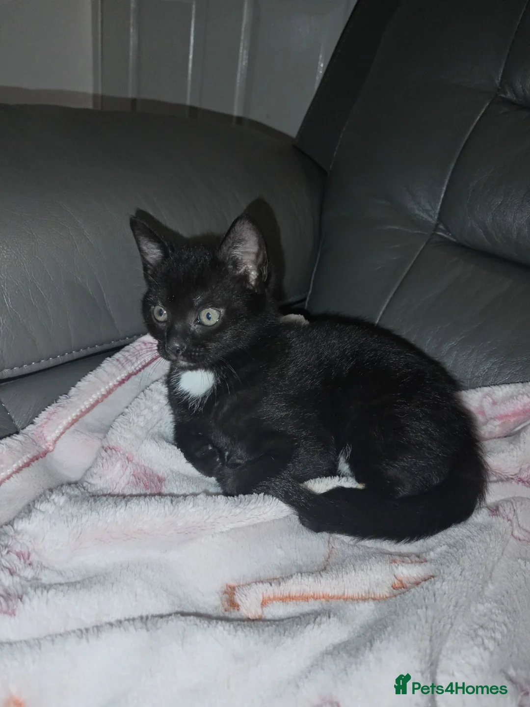 British Shorthair cats for sale: Kitten in West Drayton - Advert 2