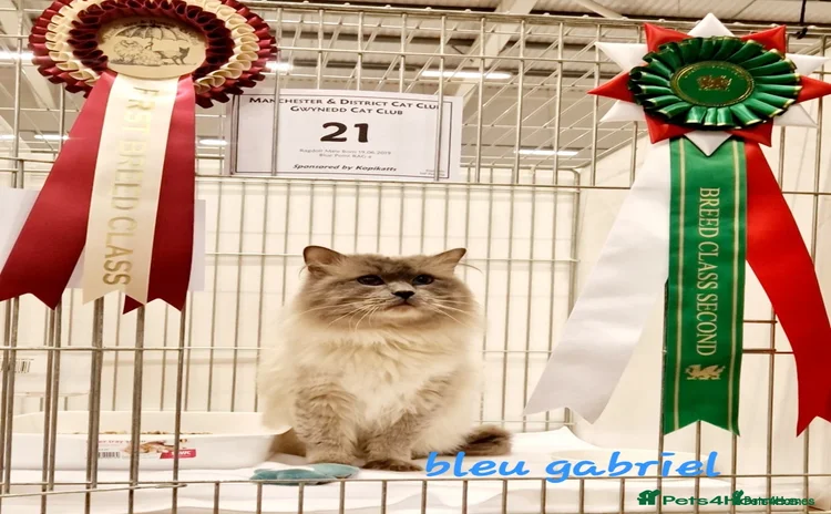 Ragdoll cats - Advert 2