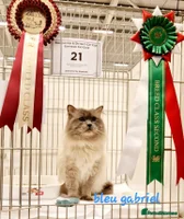 Ragdoll cats - Advert 5