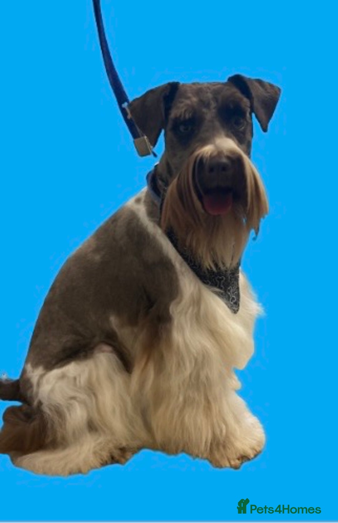 Schnoodle dogs for stud: STUNNING CHOC/WHITE MIN SCHNAUZER AT STUD in Coventry - Image 9