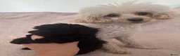 Toy Poodle dogs for sale: Asian Fusion - Advert 5