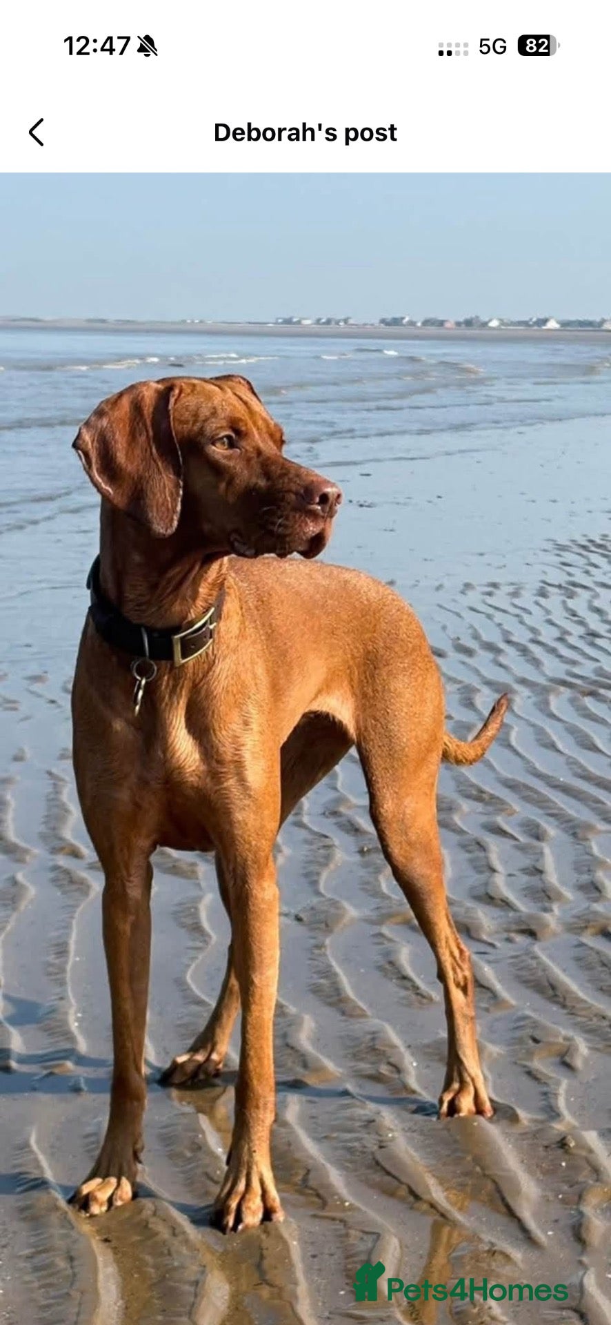 Hungarian Vizsla dogs Outstanding KC Registered Hungarian Vizsla Puppies - Advert 2