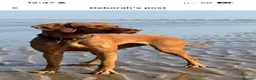 Hungarian Vizsla dogs for sale: Outstanding KC Registered Hungarian Vizsla Puppies - Advert 2
