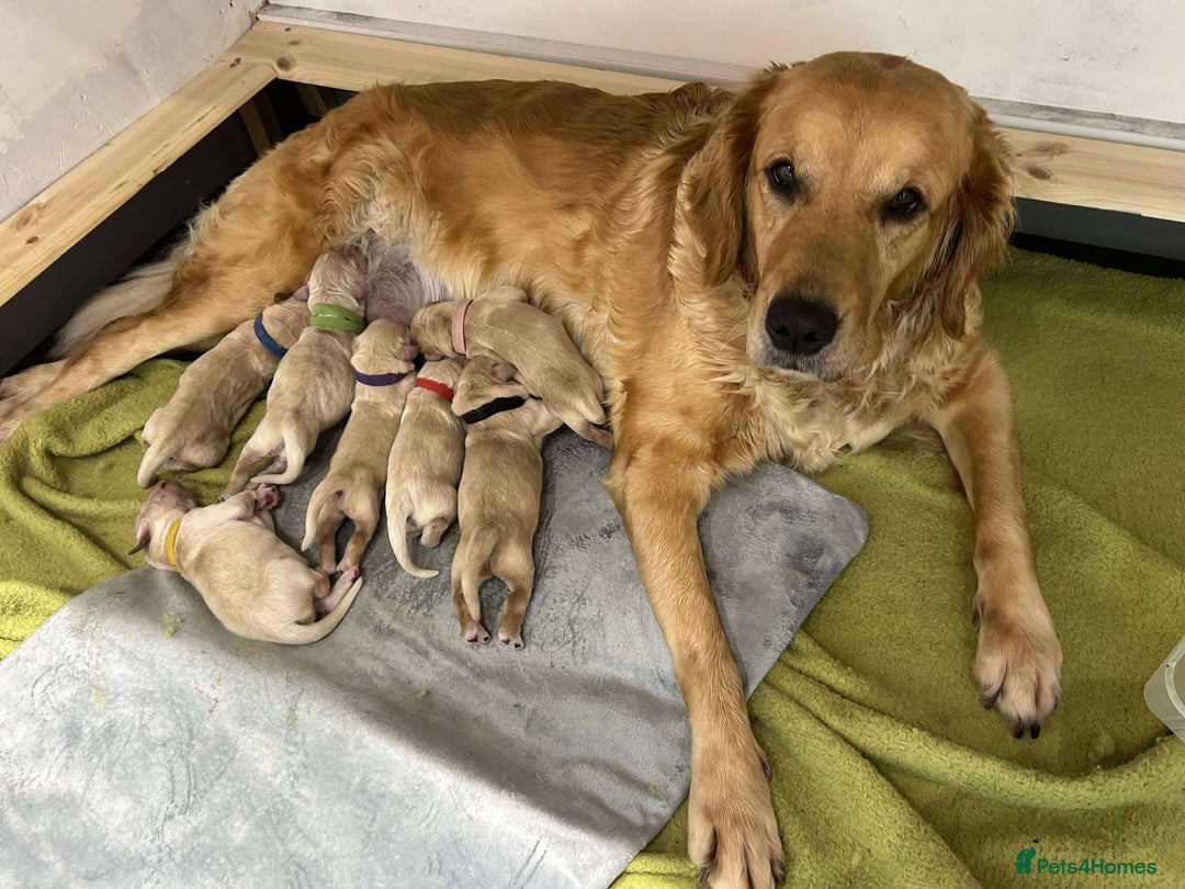 Golden Retriever dogs for sale: Gorgeous Golden Retriever Puppies!! - Image 1