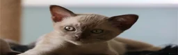 Burmese cats for sale: Beautiful playful Burmese kittens  - Advert 13