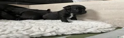 Patterdale Terrier dogs for sale: Stunning spooktacular Patterdale puppies  - Advert 2