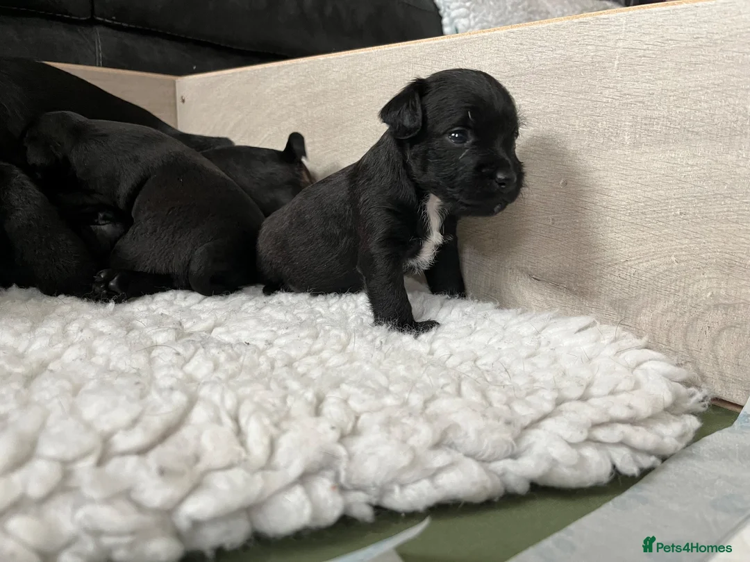 Patterdale Terrier dogs for sale: Stunning spooktacular Patterdale puppies  - Advert 2