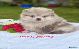 Pomeranian dogs for stud: Solid Lilac Tiny 1.8kg Stud Dog DNA health tested in Rotherham - Image 30