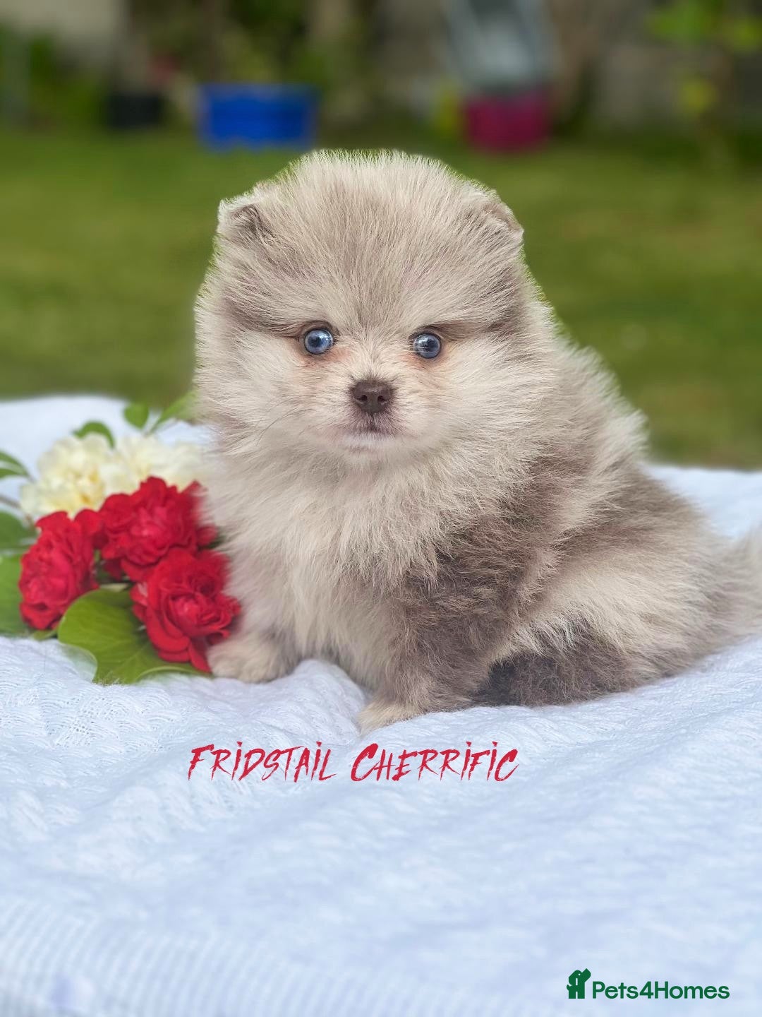 Pomeranian dogs for stud: Solid Lilac Tiny 1.8kg Stud Dog DNA health tested in Rotherham - Image 30