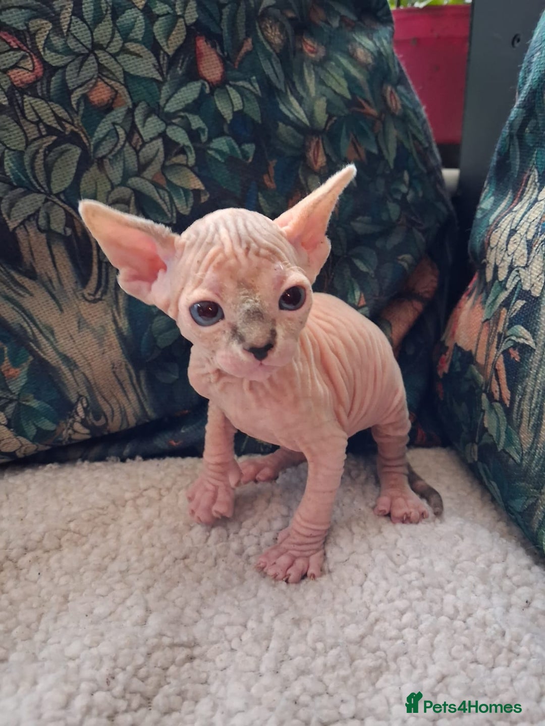 Sphynx cats for sale: Sphynx Kittens - Advert 15