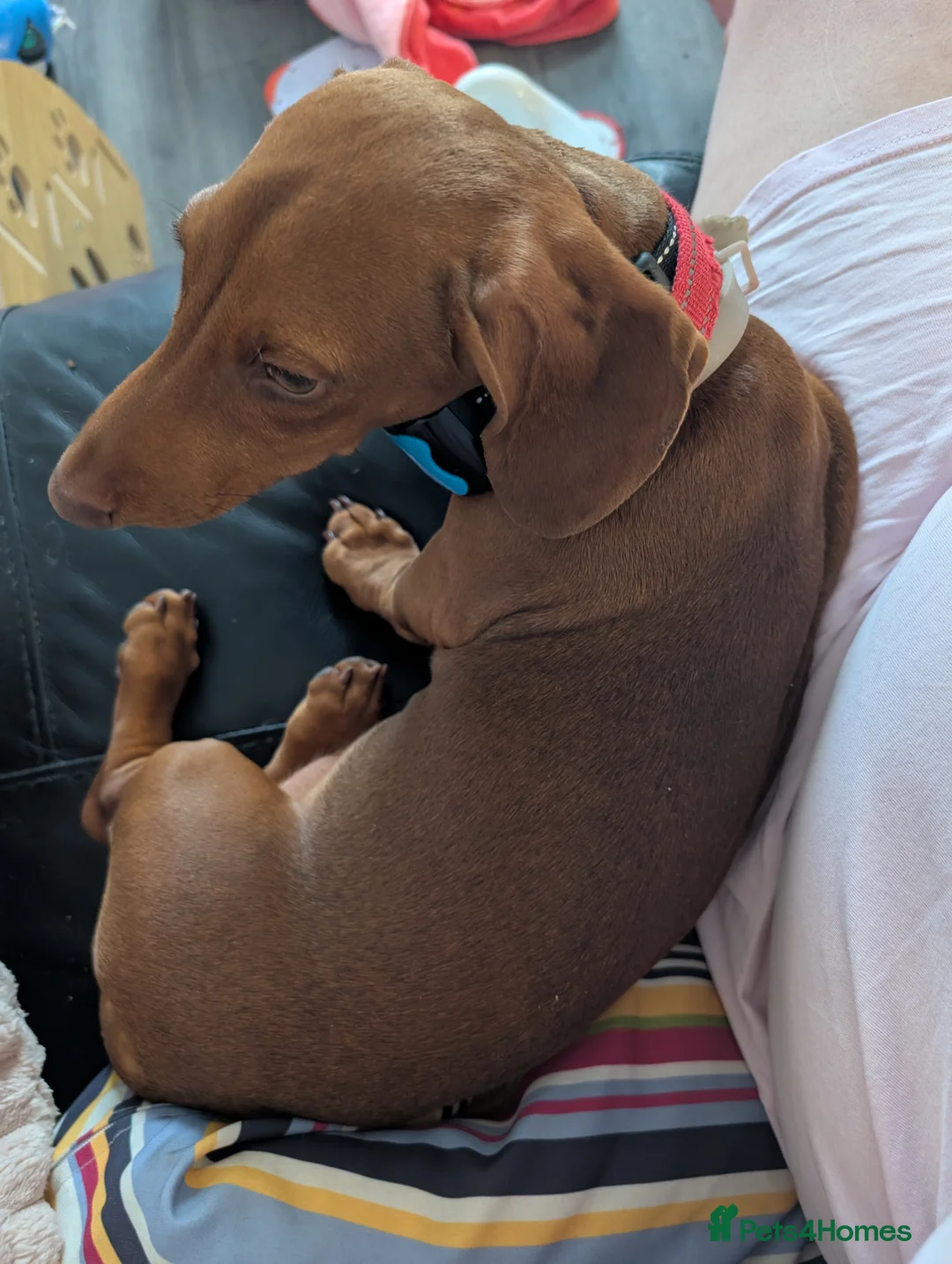 Miniature Dachshund dogs for sale: 2x miniature dachshunds - Advert 2