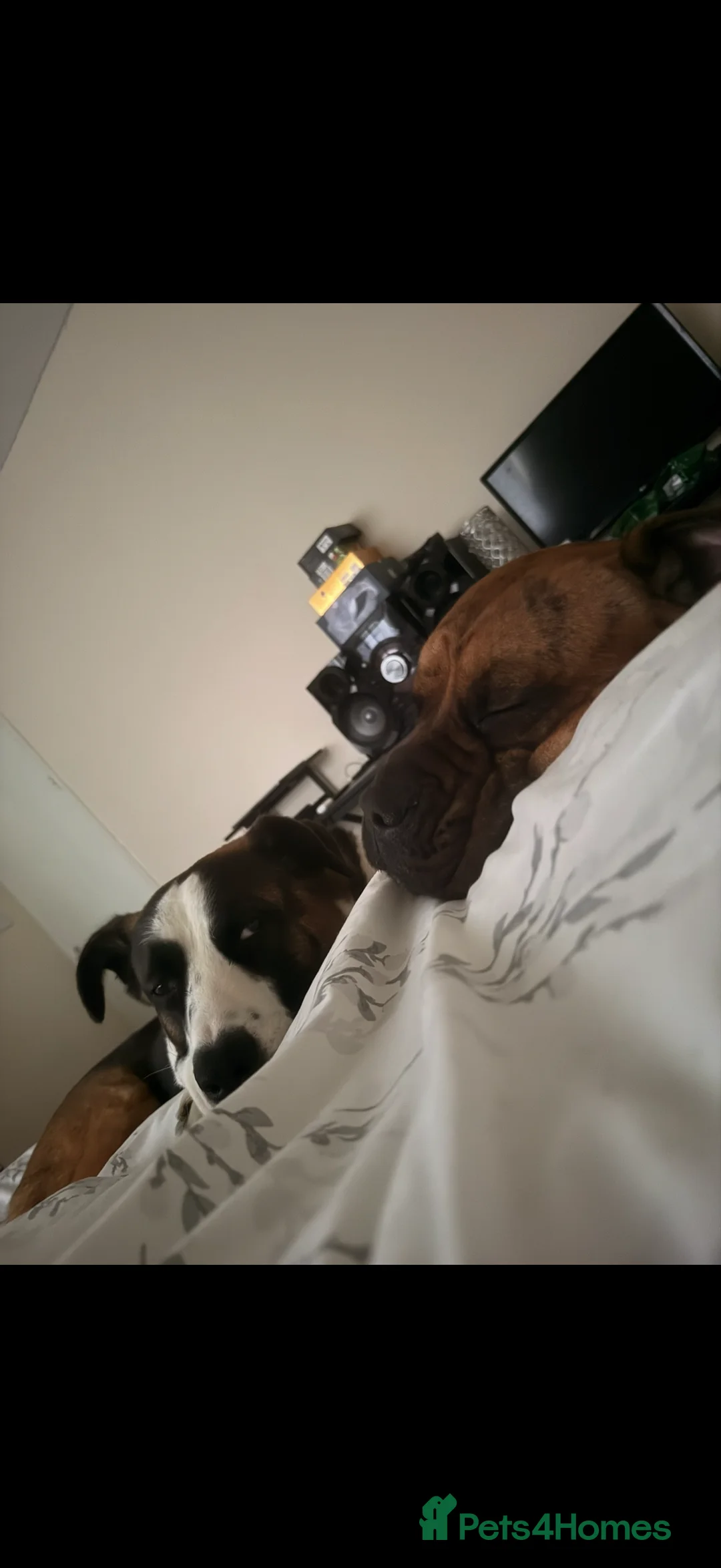 Presa Canario dogs for sale: Ecco  - Advert 6