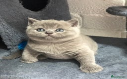 British Shorthair cats for sale: GCCF British shorthair kittens for Sale - Image 15