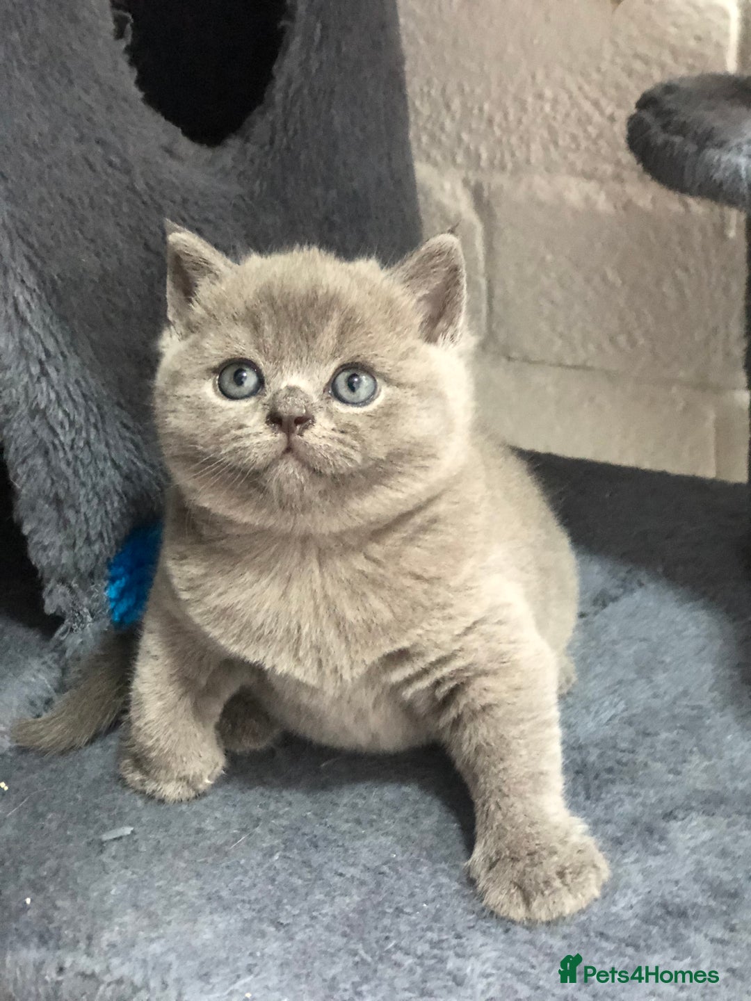 British Shorthair cats for sale: GCCF British shorthair kittens for Sale - Image 15