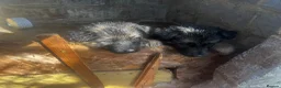 German Shepherd dogs for sale: 5 puppies Geman shepherd long hair - Advert 10