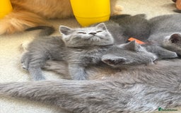 British Shorthair cats for sale: British Shorthair Kittens, 5 weeks free Insurance - Image 1