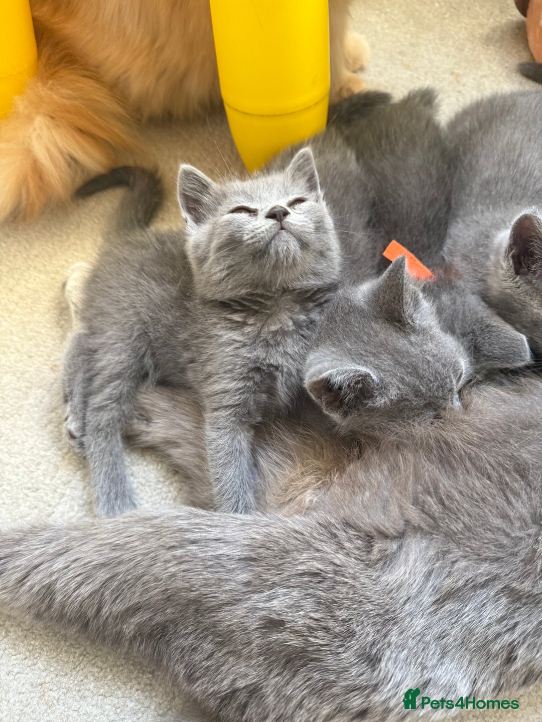 British Shorthair cats for sale: British Shorthair Kittens, 5 weeks free Insurance - Image 1