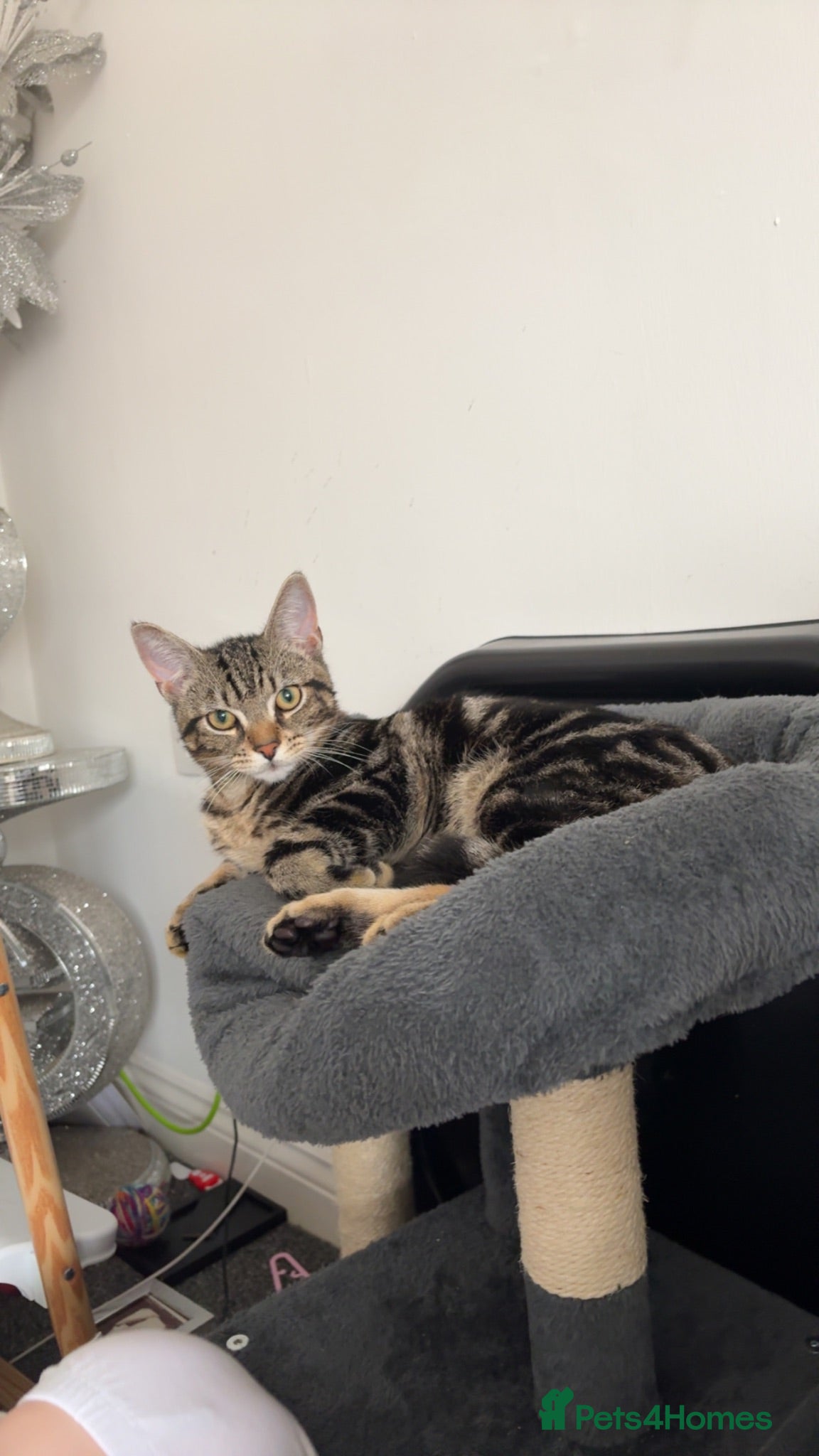 Mixed Breed cats Boy kitten for sale - Advert 10