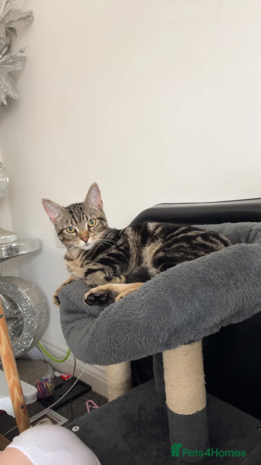 Mixed Breed cats for sale: Boy kitten for sale in Bishop Auckland - Advert 1