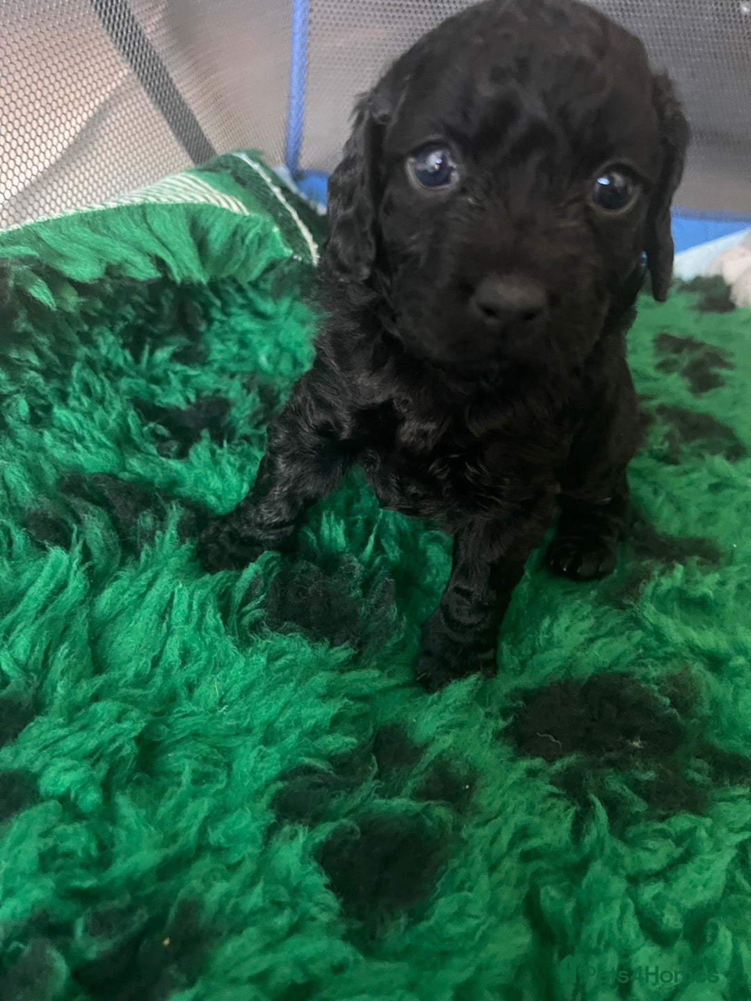 Cockapoo dogs for sale: 2 beautiful F2 cockapoos  - Image 5