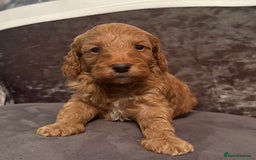 Cockapoo dogs for sale: Cockapoo puppies for sale  - Image 4