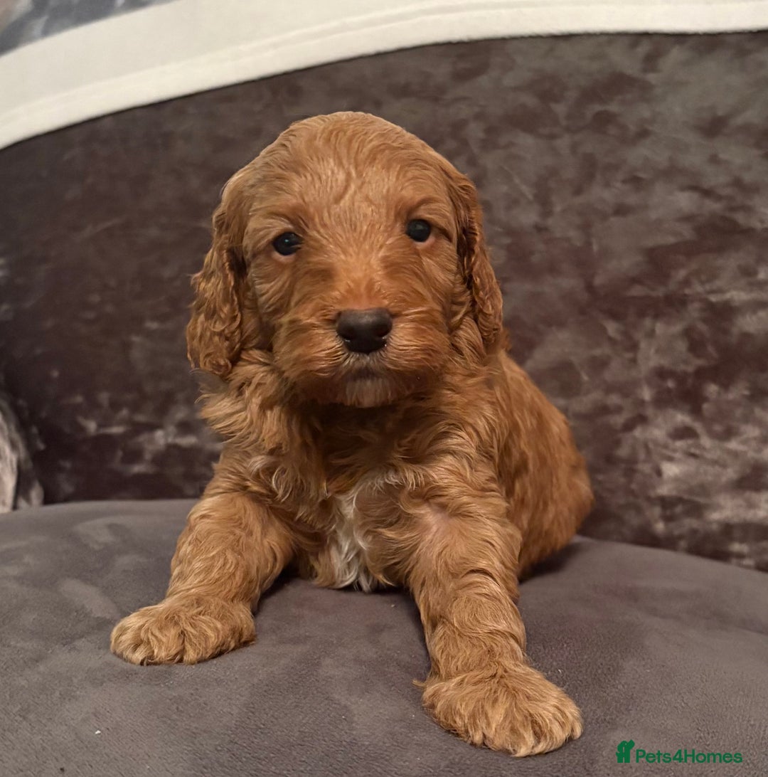 Cockapoo dogs for sale: Cockapoo puppies for sale  - Image 4