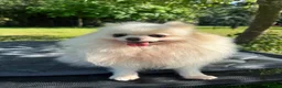 Pomeranian dogs for adoption: BRIDGET – White Pomeranian - Advert 3