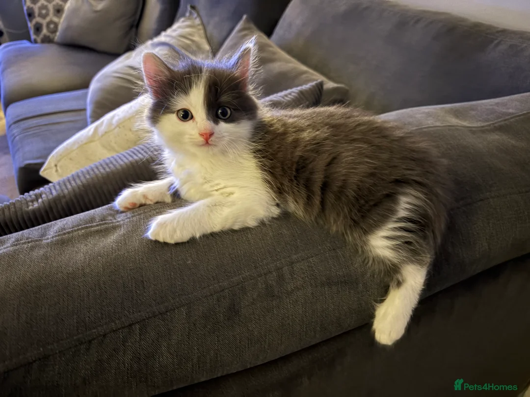 Mixed Breed cats for sale: Adorable kittens ready now - Advert 3