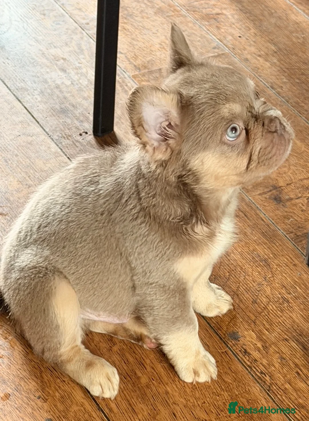 French Bulldog dogs for sale: Fluffy frenchies new shade/ lilactan pink-testable - Advert 13