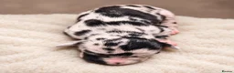 Great Dane dogs for sale: 🐾KC REGISTERED GREAT DANE PUPPIES — NORTHAMPTON🐾 - Advert 20